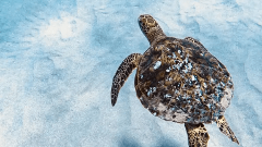 Indigo Ocean Hawaii	- Oahu: AO HAWAII - Turtle Snorkel