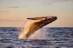 Updated - Indigo Ocean Hawaii	- Oahu: LA HAWAII – Whale Watching Afternoon or Sunset Cruise