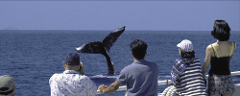 Lahaina Cruise Company - Hawaii Ocean Project - Maui: Whale Watch Epic Adventure 