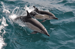 Maui Adventure Cruises - Maui: Lanai Dolphin Adventure