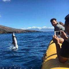 Ultimate Whale Watch and Snorkel - Maui: Lanai Snorkel Dolphin Watch Express (Half Day)