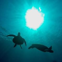 Makai Adventures - Maui: Afternoon Tour Snorkel with Turtles