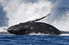 Updated - Makai Adventures - Maui: Whale Watching