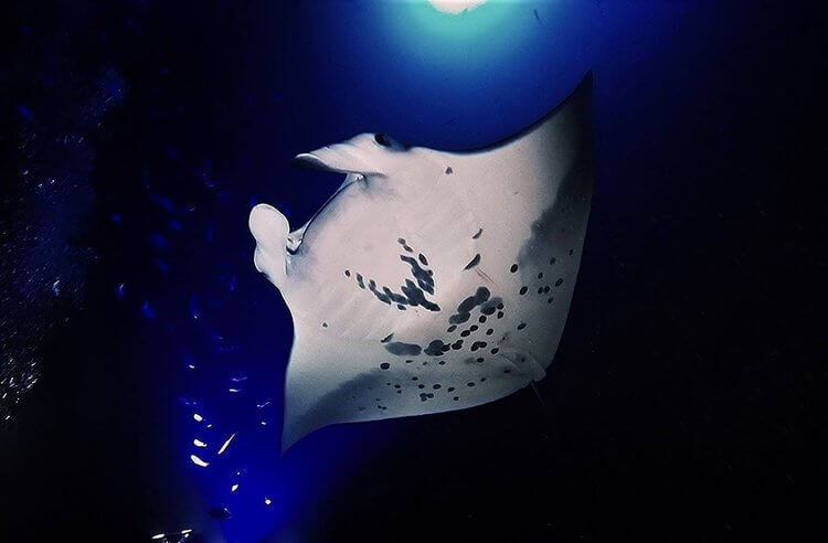 manta ray night dive kona