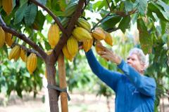 Updated - Maui Chocolate Tour - Maui: Exclusive Guided Cacao Farm Tour and Chocolate Tasting