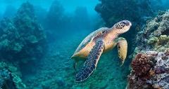 Go Hawaii Tours - Oahu Hidden Gems Tour with Turtle Snorkeling