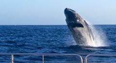 Updated - Blue Dolphin Charters - Kauai: Poipu Whale Watching - Port Allen