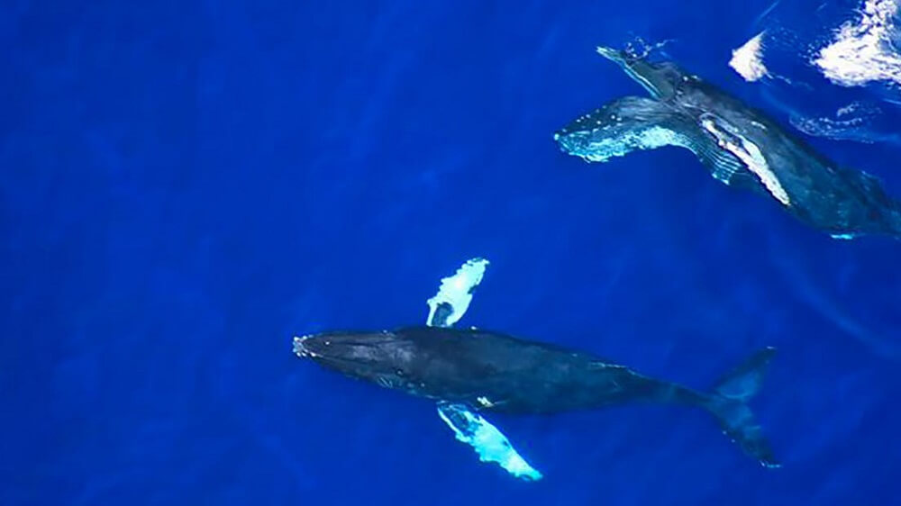 Outfitters Kauai - Kauai: Poipu Whale Watch Sea Kayak Tour (Seasonal September-May)