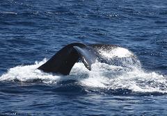Star of Honolulu - Premier Whale Watch Cruise 