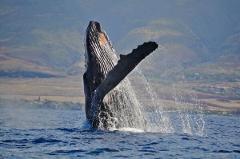 Updated - Boss Frog’s Quicksilver - Maui: Quicksilver Afternoon Whale Watch