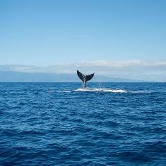Sail Maui - Maui: Twilight Whale Watch - Maalaea Harbor