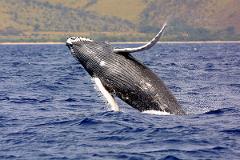 Updated - Sail Maui - Maui: Early Bird Sail with the Whales – Lahaina Harbor