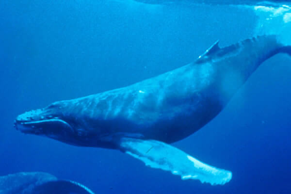 Updated - Sail Maui - Maui: Morning Sail with the Whales - Maalaea Harbor