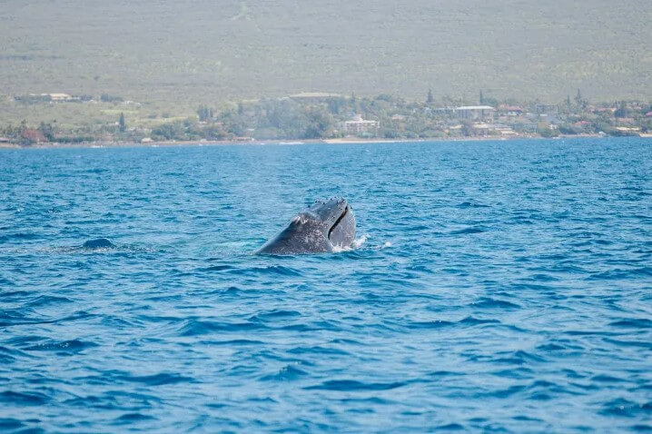 Updated - Sail Maui - Maui: Afternoon Whale Watch - Lahaina Harbor