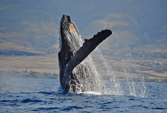 Scotch Mist Sailing Charters - Maui: Whale Sails