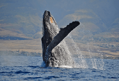 Scotch Mist Sailing Charters - Maui: Whale Sails