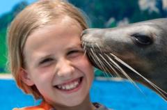 Sea Life Park - Sea Lion Encounter