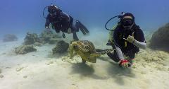 Updated Banzai Divers Hawaii - Oahu: Electric Beach Shallow Reef Dive - Waikiki