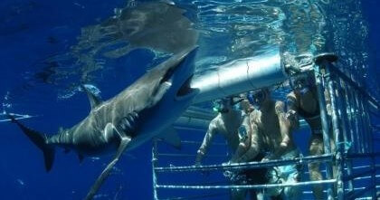 OFFLINE - FH Shark Encounters - Shark Cage Diving