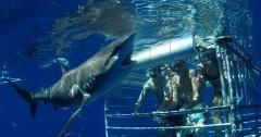 OFFLINE - FH Shark Encounters - Shark Cage Diving
