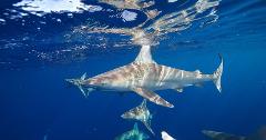 OFFLINE - FH One Ocean Diving - Shark Research Snorkel 