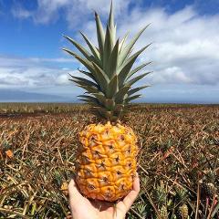 Updated - Maui Pineapple Tours - Maui Pineapple Farm Tour