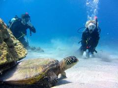 Living Ocean Scuba - 2 Tank Turtle/Reef Boat Dive - Kewalo Basin