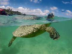 Twogood Kayaks - Oahu: Self Guided Kailua Beach Turtle Safari Snorkeling