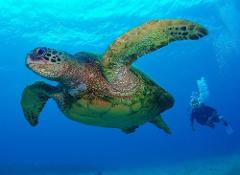 Tiny Bubbles Scuba - Maui: 2 Dive Package (Certified Diver) - West Maui