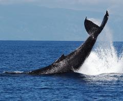 Ultimate Whale Watch and Snorkel - Maui: VIP 2 Hour Whale Watch (Seasonal December - April)