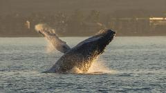 FH Pacific Whale Foundation - Maui: Sunrise Whalewatch Lahaina