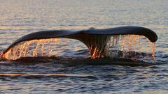 FH Pacific Whale Foundation - Maui: Sunrise Whalewatch Maalaea