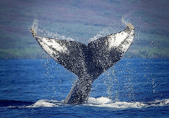 Lahaina Cruise Company - Hawaii Ocean Project - Maui: Whale Watch Epic Adventure - Early Bird