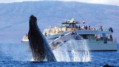 Pacific Whale Foundation - Maui: Whalewatch Deluxe - Maalaea