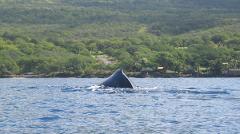 Maui Ocean Sports - Maui: Whale Watch & Snorkel