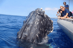 Maui Adventure Cruises - Whale Watch Adventure