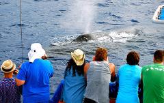 Ocean Sports - Big Island: Pau Hana Sunset Cruise with the Whales