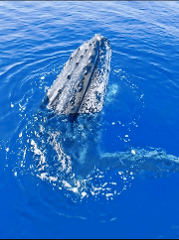 Aloha Blue Charters - Maui: Whale Watching