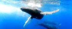 Manta Adventures - Big Island: Whale Watching Adventure