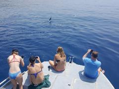 Hawaii Nautical - Big Island: Wildlife Guaranteed Catamaran Snorkel Lunch - Kawaihae