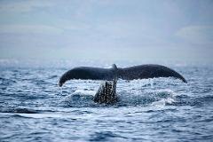 Updated - Hawaii Nautical - Oahu: Whales Guaranteed Afternoon - 1.5 Hours - (Dec.-March) - Kewalo Basin Harbor