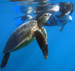 Maui Kayaks - Maui: Makena Turtle Town Eco Adventure