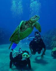 Tiny Bubbles Scuba - Maui: Refresher Dive (Certified Divers) - West Maui