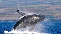 FH Pacific Whale Foundation - Maui: Whalewatch Sail Deluxe