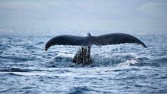 Hawaii Nautical - Big Island: Late Afternoon Whales Guaranteed - Kawaihae