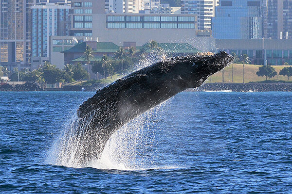 Whale Watch Cruise aboard the Majestic by Atlantis Cruises 2024 - Oahu