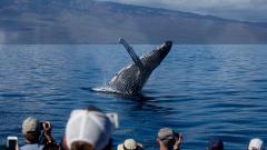 OFFLINE FH Pacific Whale Foundation - Maui: Whalewatch Discount Lahaina