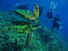 Tiny Bubbles Scuba - Maui: Open Water Scuba Diver Certification Course - West Maui