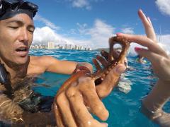 Updated - Hawaii Nautical - Oahu: Hilton Turtle Reef Snorkel - Port of Waikiki