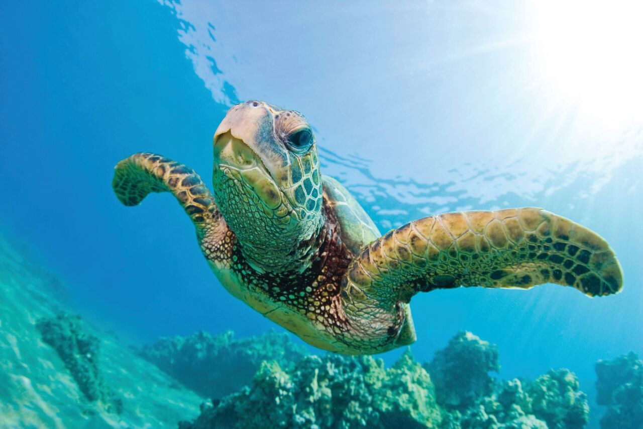 Updated - Hawaii Nautical - Oahu: Turtles Guaranteed Mid-Day Snorkel Sail with Lunch - Kewalo Basin Harbor